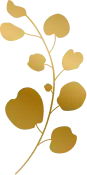 Arnica Flower Leaves Vector Image