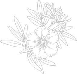 Arnica Flower Vector Image